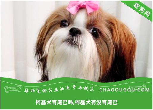 柯基犬有尾巴吗,柯基犬有没有尾巴