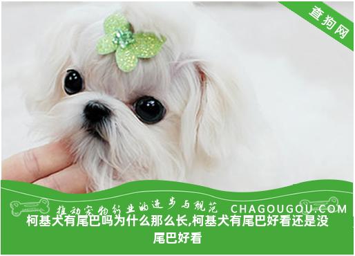 柯基犬有尾巴吗为什么那么长,柯基犬有尾巴好看还是没尾巴好看