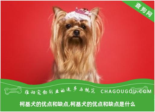 柯基犬的优点和缺点,柯基犬的优点和缺点是什么