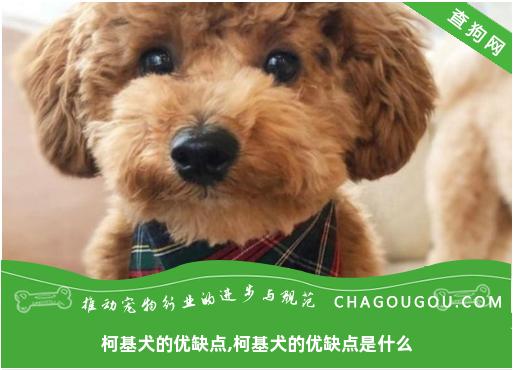 柯基犬的优缺点,柯基犬的优缺点是什么