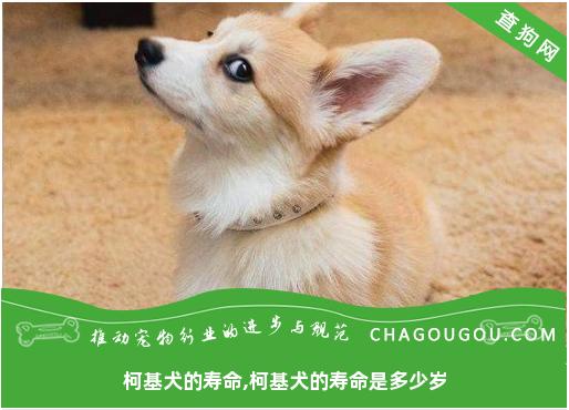 柯基犬的寿命,柯基犬的寿命是多少岁