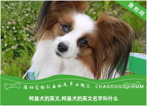 柯基犬的英文,柯基犬的英文名字叫什么