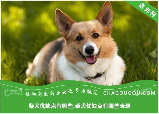 柴犬优缺点有哪些,柴犬优缺点有哪些表现