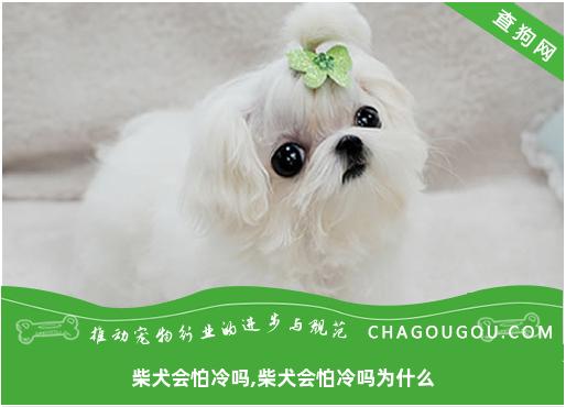 柴犬会怕冷吗,柴犬会怕冷吗为什么