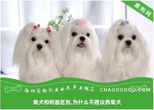 柴犬和柯基区别,为什么不建议养柴犬