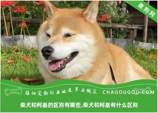 柴犬和柯基的区别有哪些,柴犬和柯基有什么区别