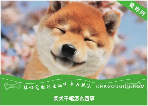 柴犬干呕怎么回事