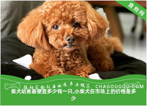 柴犬幼崽最便宜多少钱一只,小柴犬在市场上的价格是多少