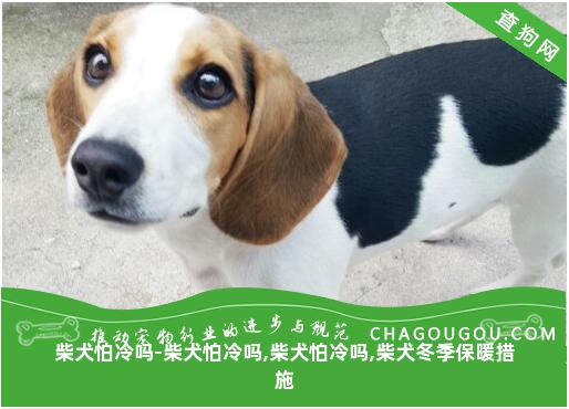 柴犬怕冷吗-柴犬怕冷吗,柴犬怕冷吗,柴犬冬季保暖措施