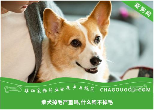 柴犬掉毛严重吗,什么狗不掉毛