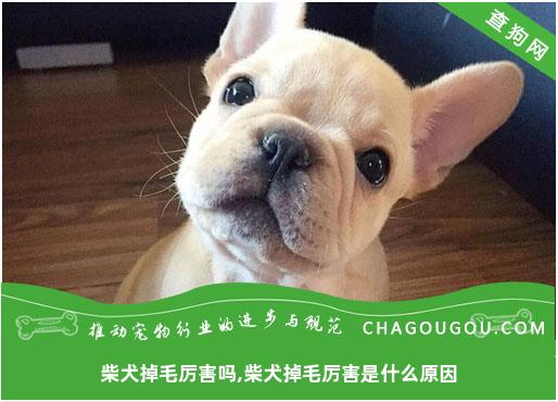 柴犬掉毛厉害吗,柴犬掉毛厉害是什么原因