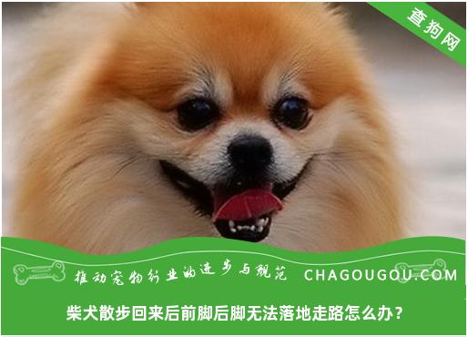 柴犬散步回来后前脚后脚无法落地走路怎么办？