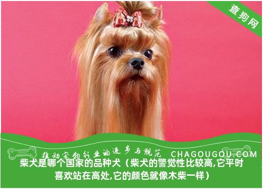 柴犬是哪个国家的品种犬（柴犬的警觉性比较高,它平时喜欢站在高处,它的颜色就像木柴一样）