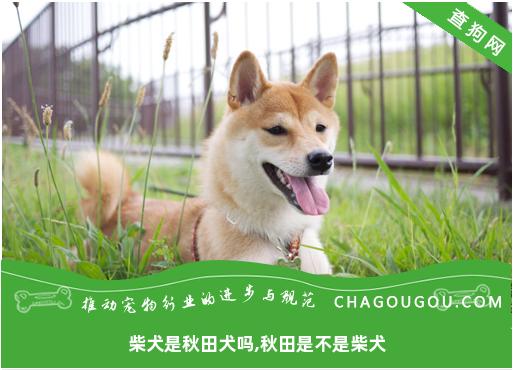 柴犬是秋田犬吗,秋田是不是柴犬