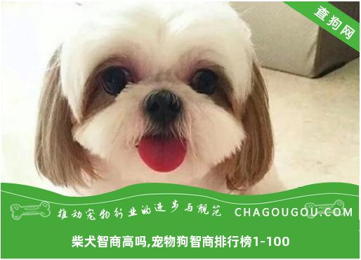 柴犬智商高吗,宠物狗智商排行榜1-100