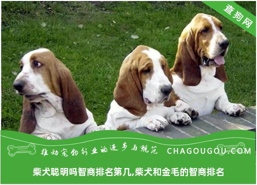 柴犬聪明吗智商排名第几,柴犬和金毛的智商排名