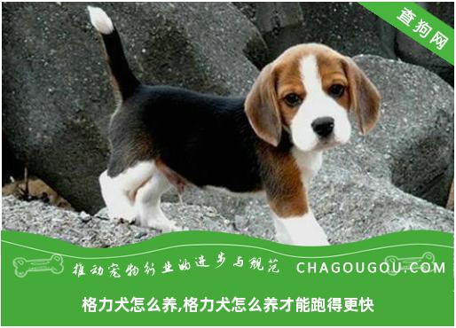 格力犬怎么养,格力犬怎么养才能跑得更快