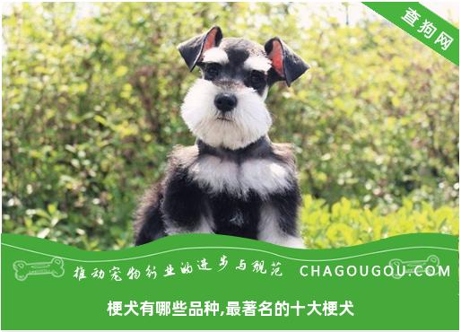 梗犬有哪些品种,最著名的十大梗犬