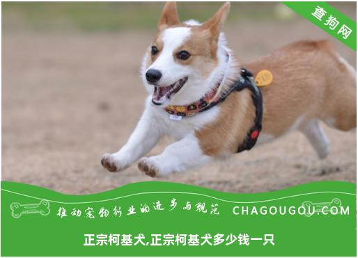 正宗柯基犬,正宗柯基犬多少钱一只