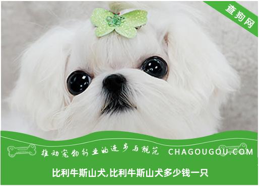 比利牛斯山犬,比利牛斯山犬多少钱一只