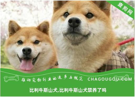 比利牛斯山犬,比利牛斯山犬禁养了吗