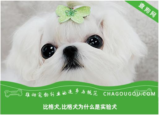 比格犬,比格犬为什么是实验犬