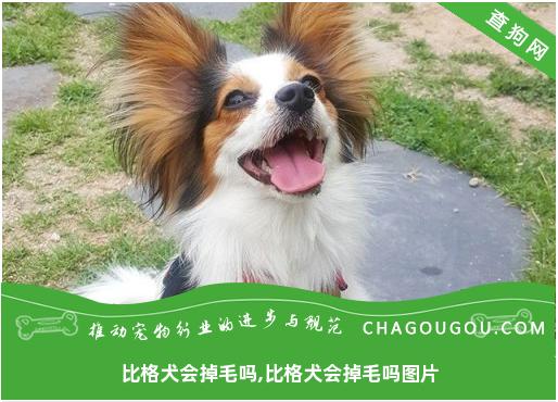 比格犬会掉毛吗,比格犬会掉毛吗图片