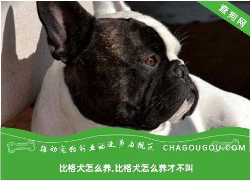 比格犬怎么养,比格犬怎么养才不叫