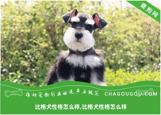 比格犬性格怎么样,比格犬性格怎么样