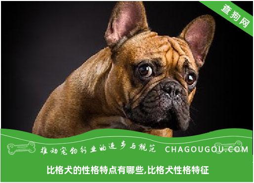 比格犬的性格特点有哪些,比格犬性格特征