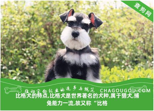 比格犬的特点,比格犬是世界著名的犬种,属于猎犬,捕兔能力一流,故又称“比格