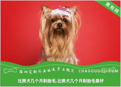 比熊犬几个月剃胎毛,比熊犬几个月剃胎毛最好