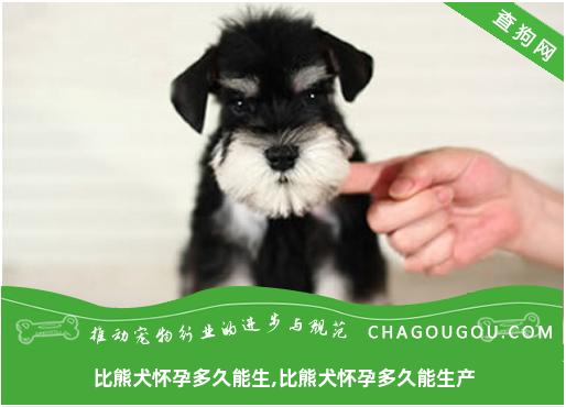 比熊犬怀孕多久能生,比熊犬怀孕多久能生产