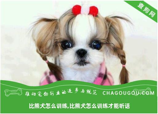 比熊犬怎么训练,比熊犬怎么训练才能听话