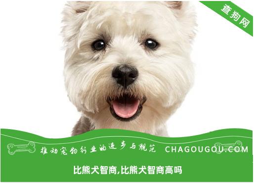 比熊犬智商,比熊犬智商高吗