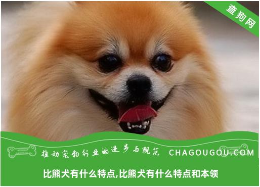 比熊犬有什么特点,比熊犬有什么特点和本领