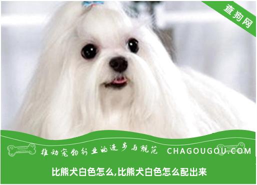 比熊犬白色怎么,比熊犬白色怎么配出来