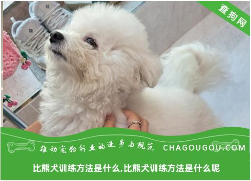 比熊犬训练方法是什么,比熊犬训练方法是什么呢