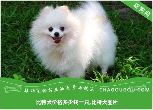 比特犬价格多少钱一只,比特犬图片