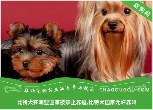 比特犬在哪些国家被禁止养殖,比特犬国家允许养吗