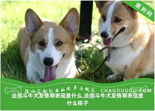 法国斗牛犬发情期表现是什么,法国斗牛犬发情期表现是什么样子