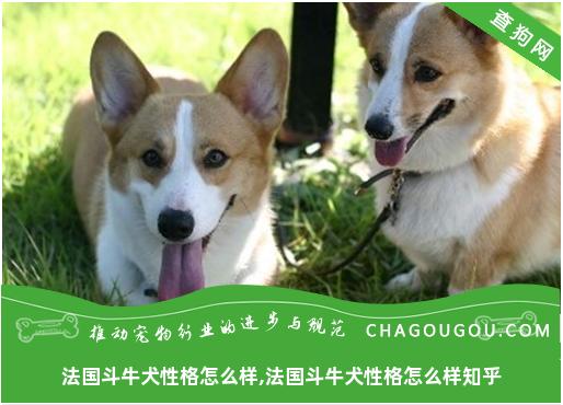 法国斗牛犬性格怎么样,法国斗牛犬性格怎么样知乎