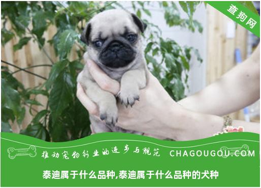 泰迪属于什么品种,泰迪属于什么品种的犬种