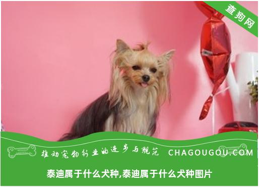 泰迪属于什么犬种,泰迪属于什么犬种图片