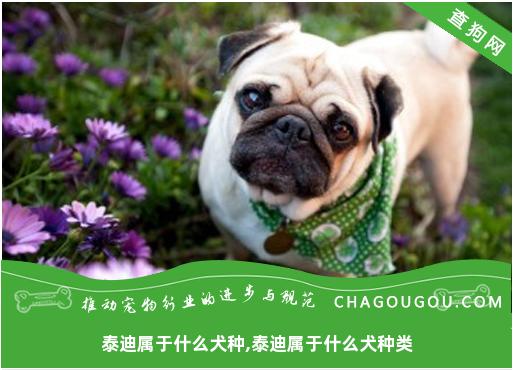 泰迪属于什么犬种,泰迪属于什么犬种类