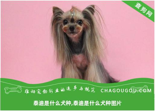 泰迪是什么犬种,泰迪是什么犬种图片