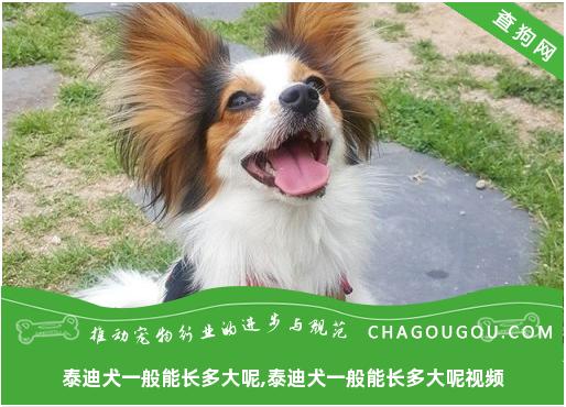 泰迪犬一般能长多大呢,泰迪犬一般能长多大呢视频