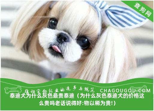 泰迪犬为什么灰色最贵泰迪（为什么灰色泰迪犬的价格这么贵吗老话说得好:物以稀为贵!）