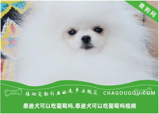 泰迪犬可以吃葡萄吗,泰迪犬可以吃葡萄吗视频