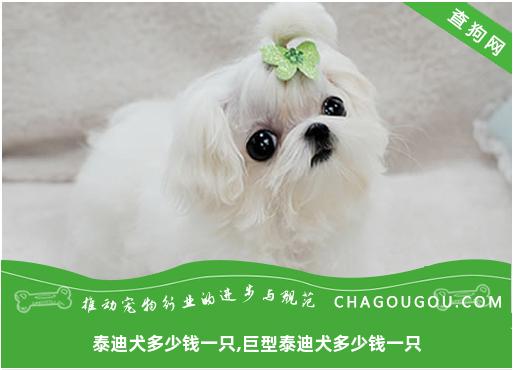 泰迪犬多少钱一只,巨型泰迪犬多少钱一只